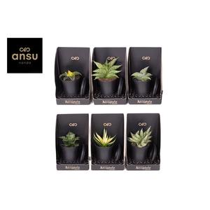 Xerophyte Collection - Sansevieria Mix