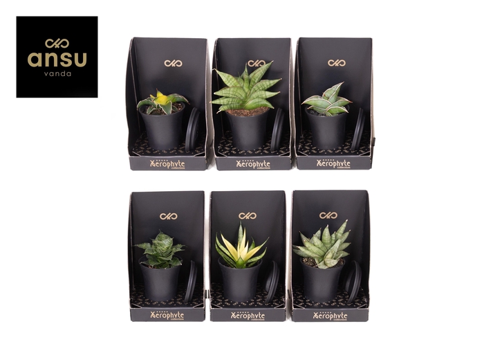 <h4>Xerophyte Collection - Sansevieria Mix</h4>