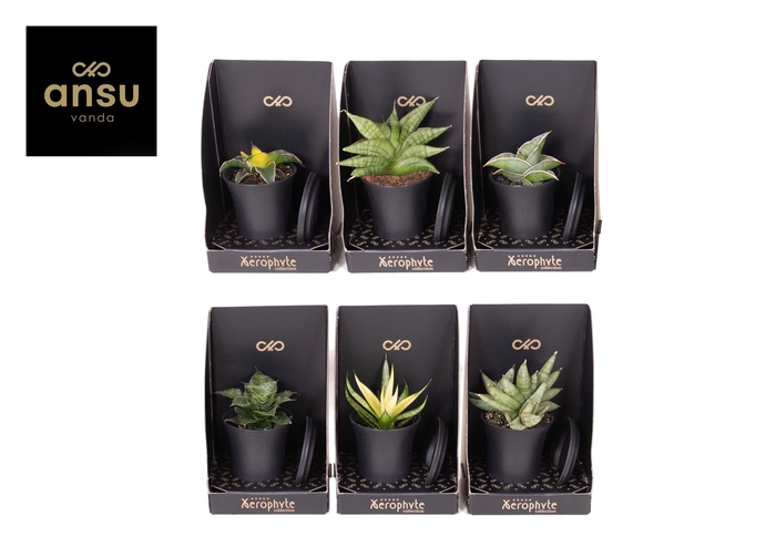 <h4>Xerophyte Collection - Sansevieria Mix</h4>