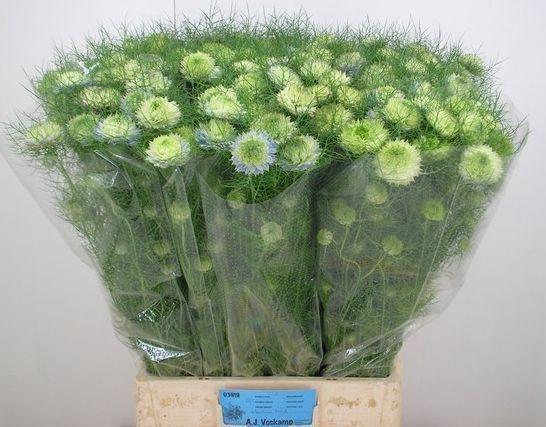 <h4>NIGE D DOUBLE DEUCE</h4>