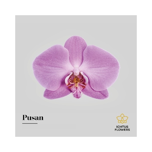 <h4>Phal Anthura Pusan - Ichtus Flowers</h4>