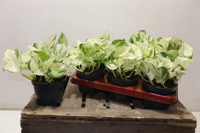 <h4>Epipr Happy Leaf</h4>