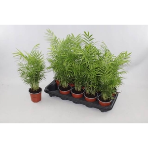 Chamaedorea elegans