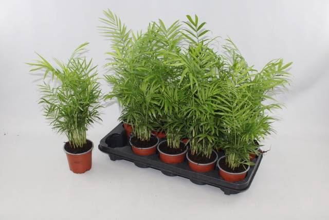 <h4>Chamaedorea elegans</h4>