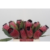 Protea Red Magic