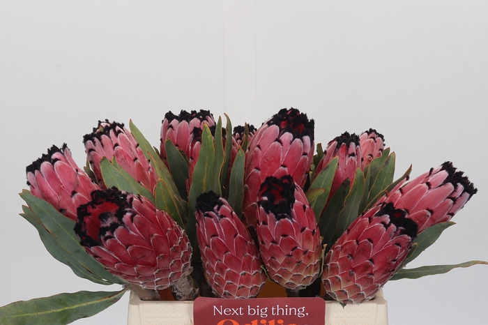 Protea Red Magic