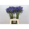 Agapanthus Blue Heaven
