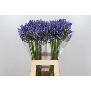 Agapanthus Blue Heaven