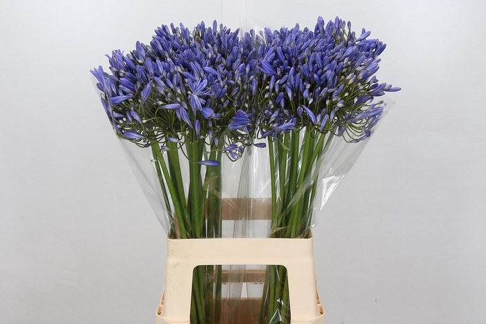 <h4>Agapanthus Blue Heaven</h4>