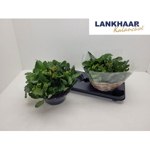 KAL EN GEM IN POT