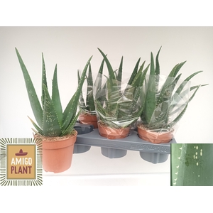 ALOE EQUATOR