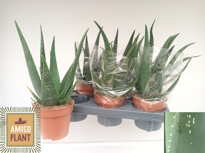 <h4>ALOE EQUATOR</h4>