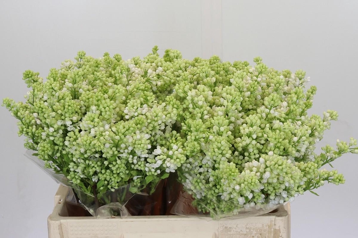 <h4>Lilac Vulg Madame Florent Stepman</h4>