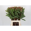 Protea Robijn