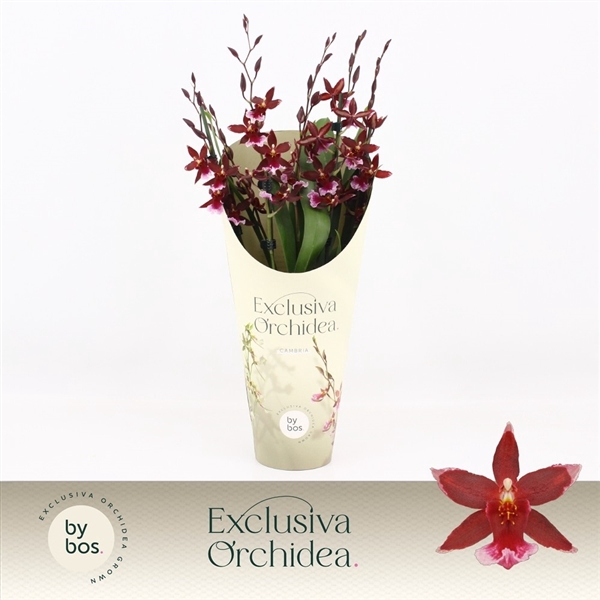 <h4>Barrocco Red, 5/6-spike 'Exclusiva Orchidea' Potcover</h4>