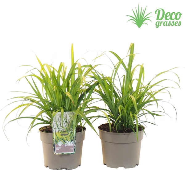 <h4>Carex pendula</h4>