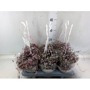 Ceropegia woodii 'Variegata'
