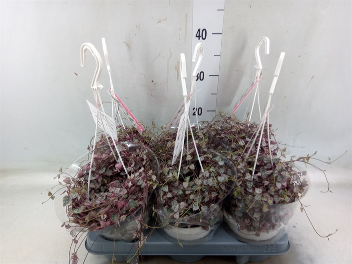 <h4>Ceropegia woodii 'Variegata'</h4>