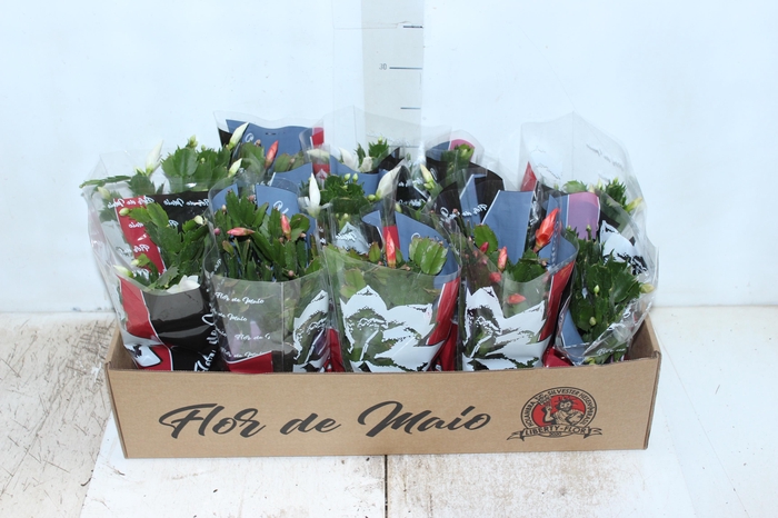 <h4>FLOR DE MAIO P11</h4>