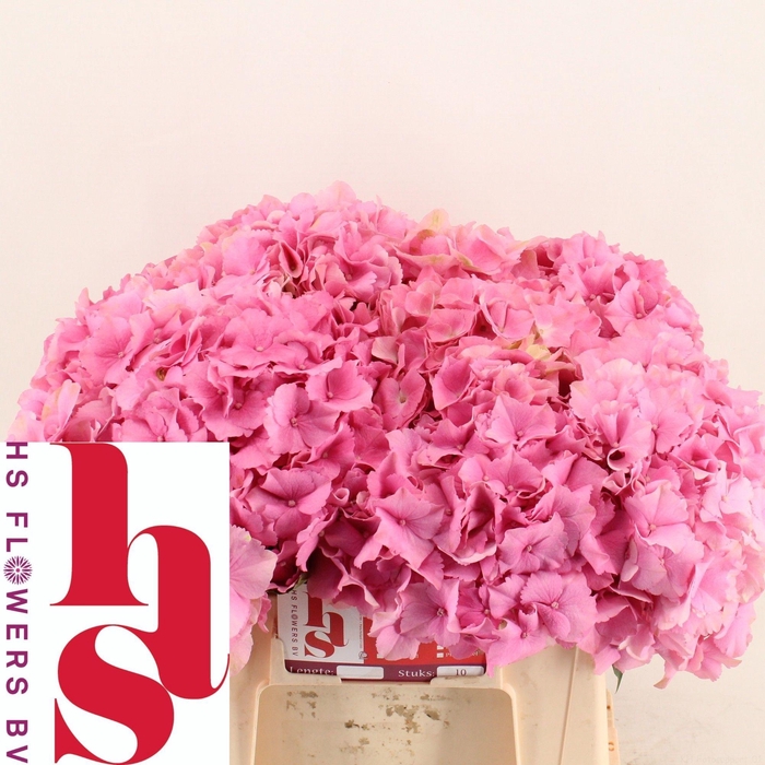 <h4>HYDR M ROY PALACE</h4>