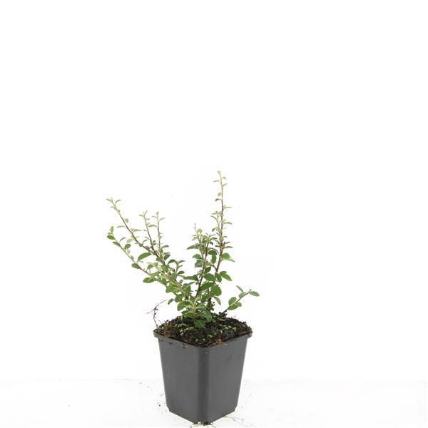 <h4>Cotoneaster suec. 'Coral Beauty'</h4>