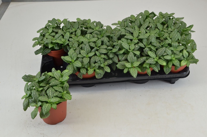 <h4>Fittonia</h4>