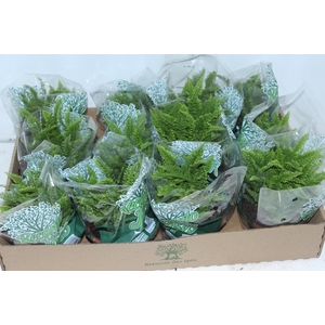 SAMAMBAIA HAVAIANA MINI C13