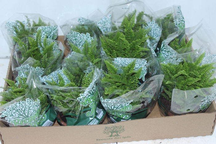 <h4>SAMAMBAIA HAVAIANA MINI C13</h4>