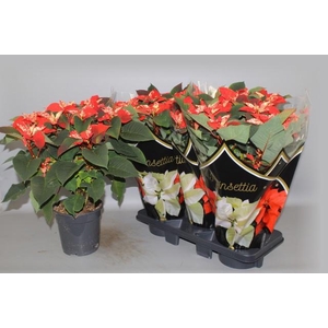 EUPHOR P FANTAS STAR