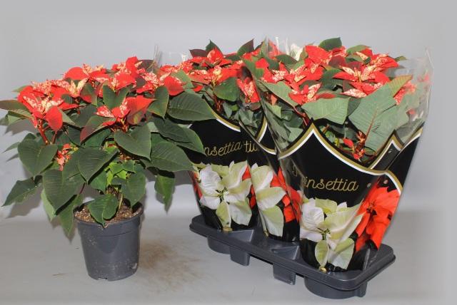 <h4>EUPHOR P FANTAS STAR</h4>