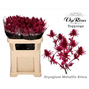ERYNGIUM SUPERNOVA METALLIC ERICA L60cm