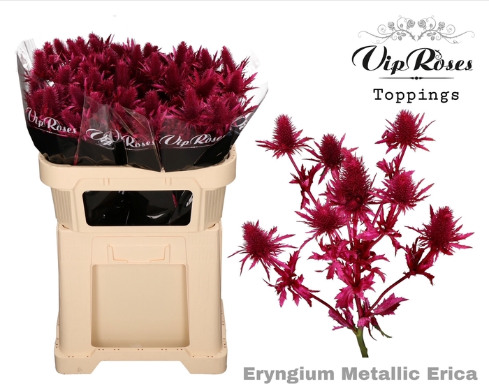 <h4>ERYNGIUM SUPERNOVA METALLIC ERICA L60cm</h4>
