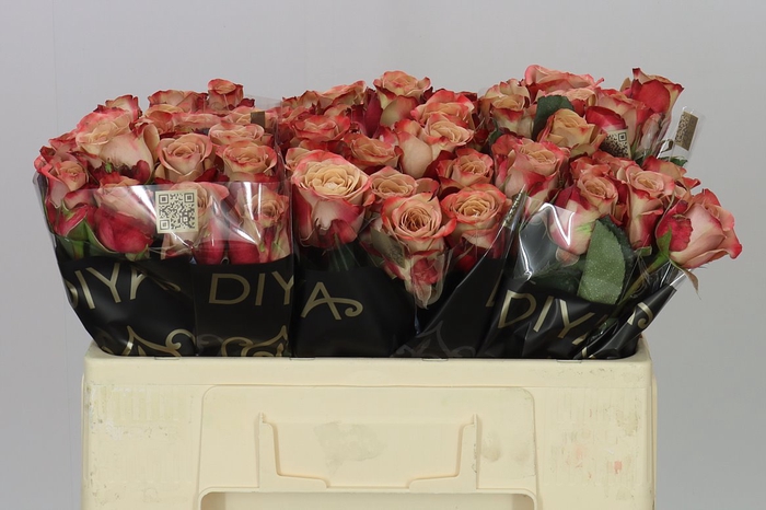 <h4>Rosa Gr Cappuccino</h4>