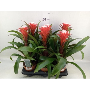 Guzmania  'Hope'