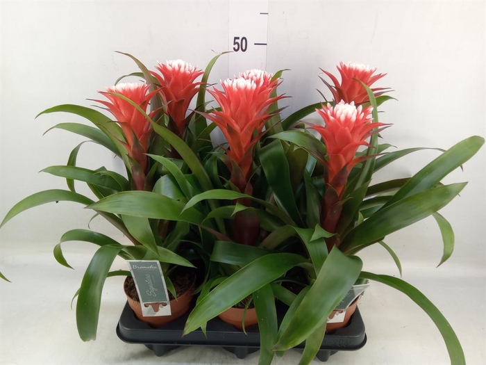 <h4>Guzmania  'Hope'</h4>