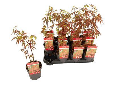 <h4>Acer Pa Atropurpureu Red</h4>