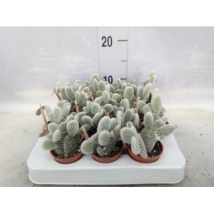 Opuntia microdasys 'Albispina'