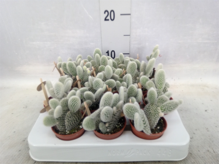 Opuntia microdasys 'Albispina'