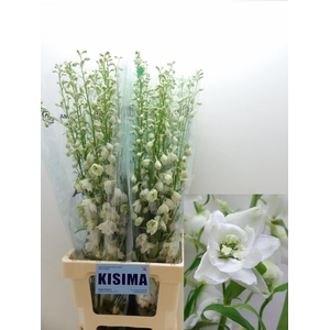 Delph White Shade Kisima