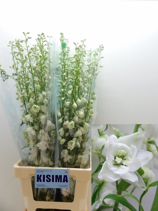 <h4>Delph White Shade Kisima</h4>