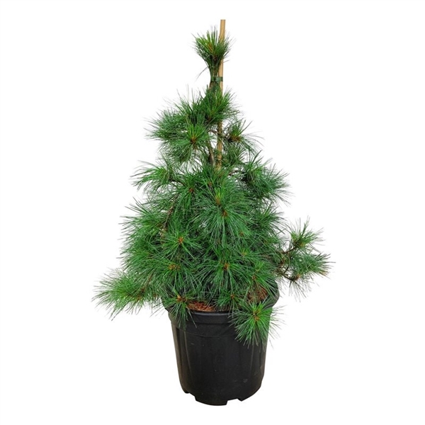 <h4>Pinus strobus 'Niagara Falls'</h4>