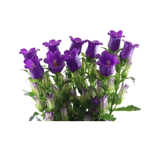 Campanula Champion Blue