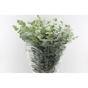 Euca Cinerea 300 Gram Extra Fr