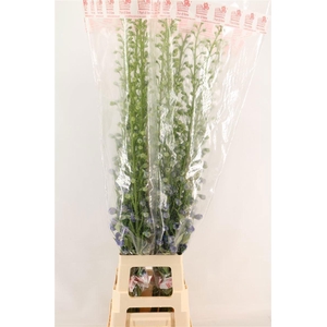 Delph Du Aurora Blue