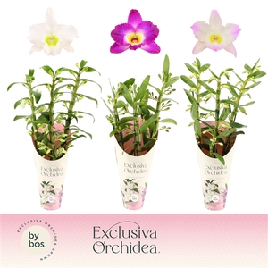 Dendrobium nobile mixed