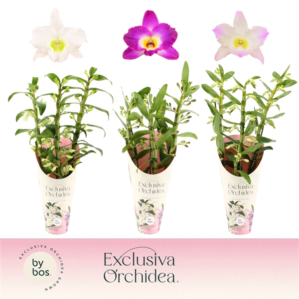 <h4>Dendrobium nobile mixed</h4>
