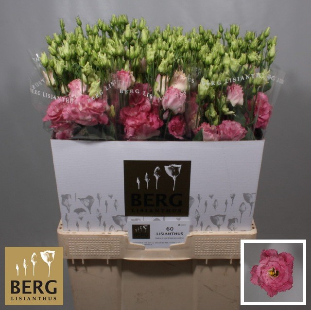 <h4>Lisianthus Alissa Pink flash</h4>