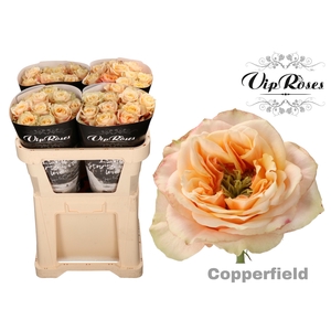 R GR COPPERF SUMMERH