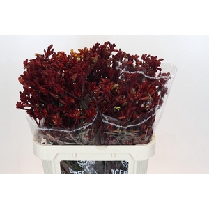 Kangaroo Paw Early Spring