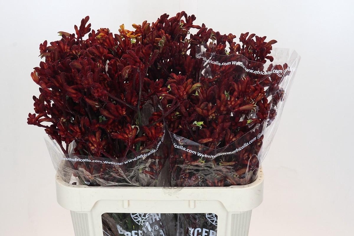 <h4>Anigozanthos Early Spring</h4>